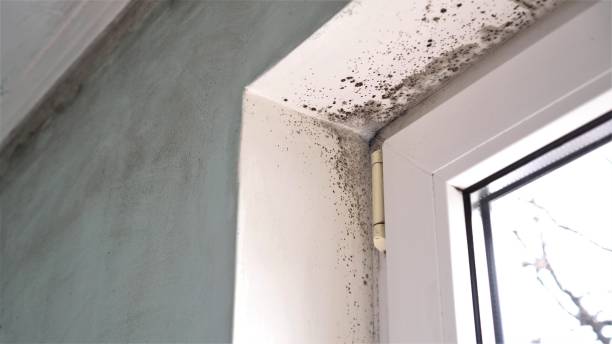 Office Mold Removal Services in Mililani Town, HI