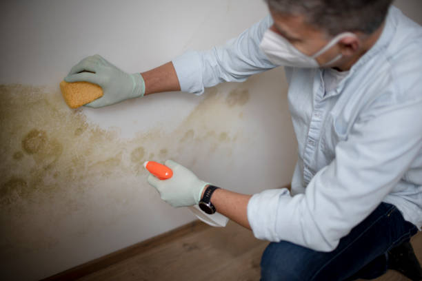 Best Commercial Mold Removal  in Mililani Town, HI