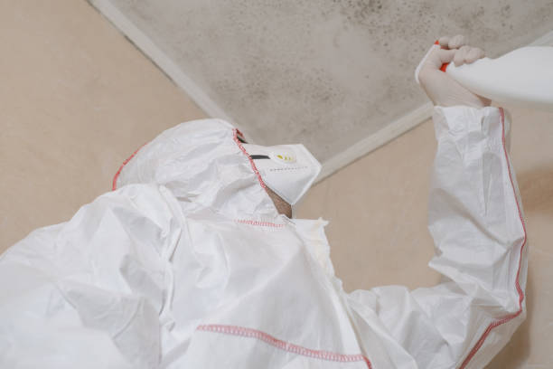 Best Commercial Mold Removal  in Mililani Town, HI
