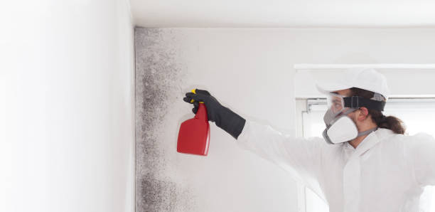 Best Local Mold Removal Service  in Mililani Town, HI