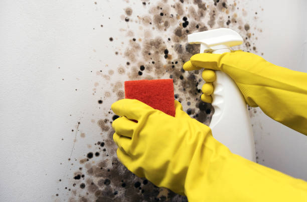 Best Home Mold Removal  in Mililani Town, HI