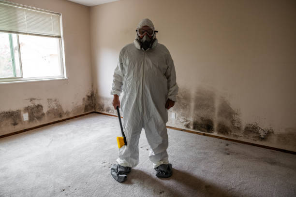 Best Local Mold Removal Service  in Mililani Town, HI