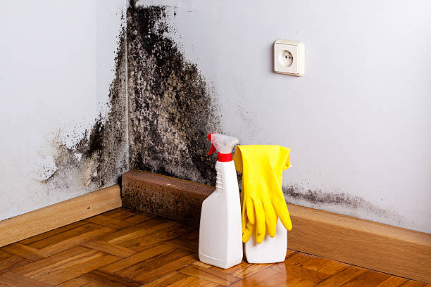 Best Mold Removal Specialists  in Mililani Town, HI