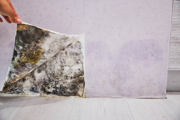 Best Attic Mold Removal  in Mililani Town, HI